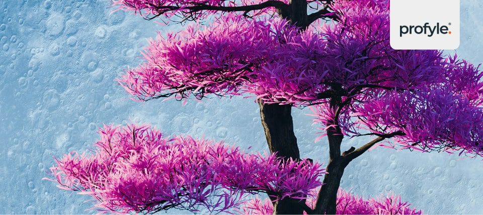 an illustration of a bonsai plant as a gift idea