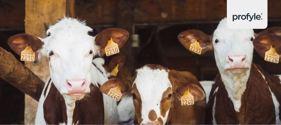 Lovely cows